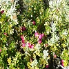 Plants: image 35 Of 208 Thumb